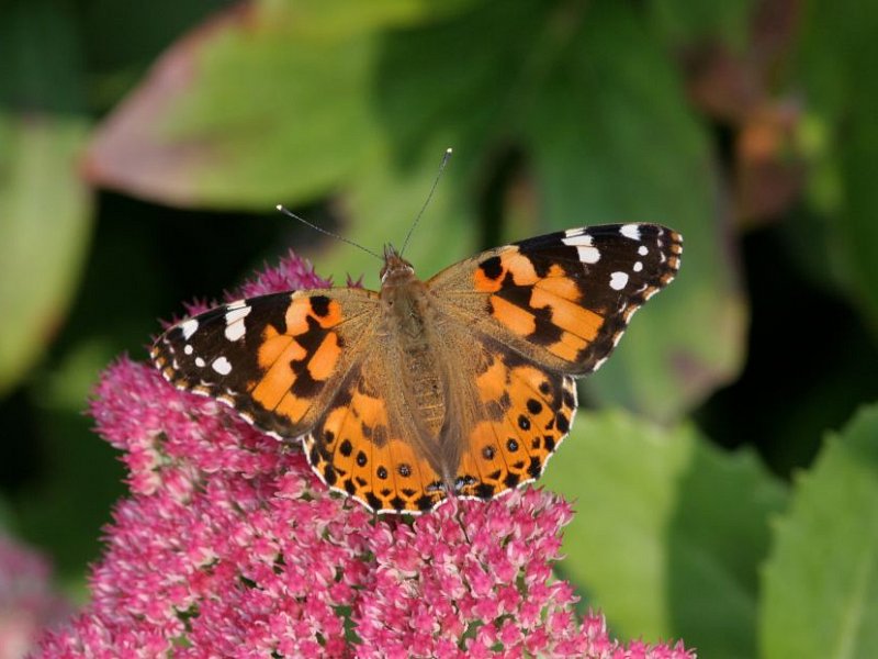 Summer butterflies